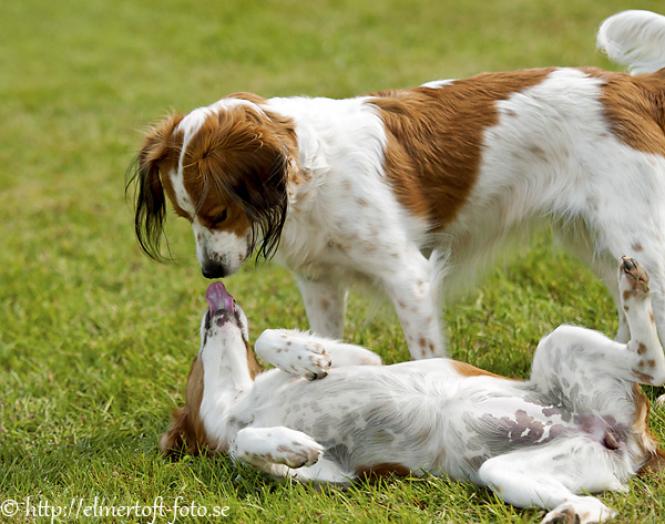 kooikerhondje