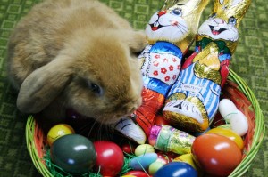 osterhase_01-800x533