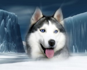 siberian-Huskies-dogs-32502218-500-400
