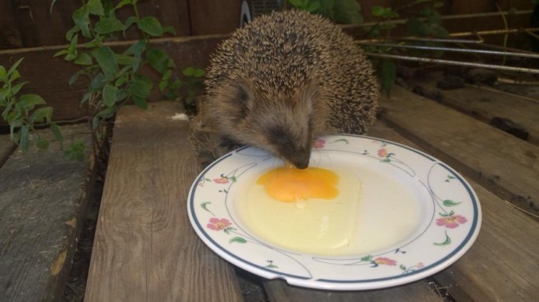 11880061_10155931182730424_613340452_n