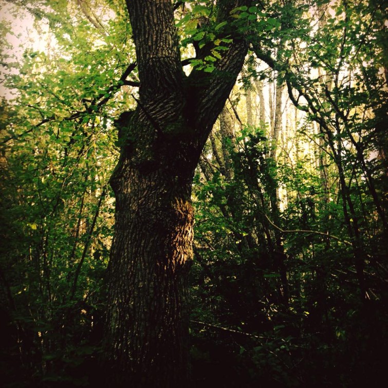 12043201_10156082368120424_992907824553887639_n