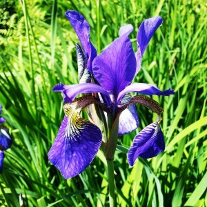 10390368_10203333815399033_8158056738877348899_n