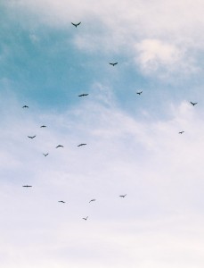 dsc_0619_edited1_edited1_edited2_54a63619e087c3515548f8cf