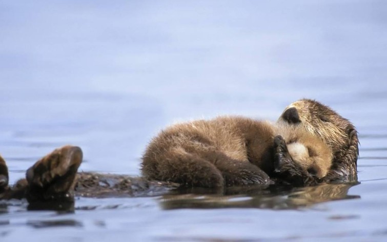 10686595_443024769185691_3908773062614652594_n