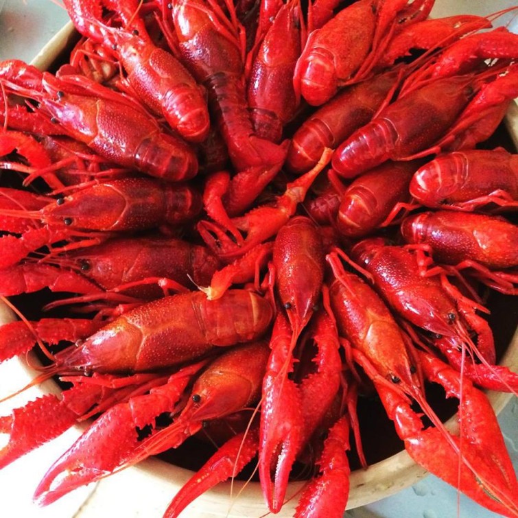 11822739_10153482880245993_5225327094662037097_n