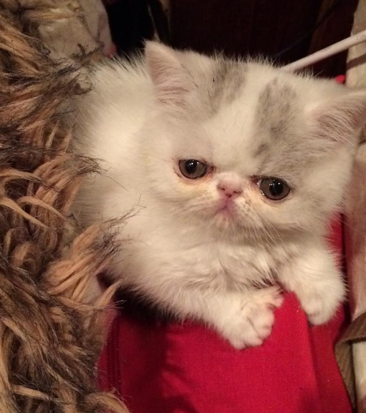 12119081_10153613504250993_1693727852435523169_n