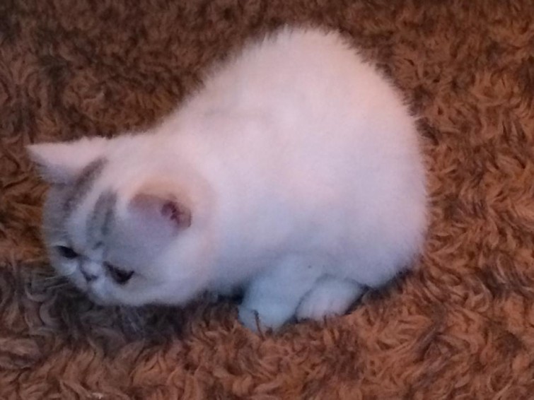 12289465_10153688444775993_9031258539734754222_n