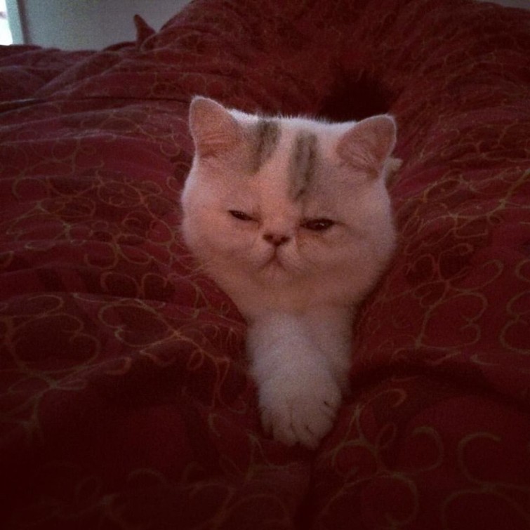 12274650_10153705678645993_8516359498172724739_n