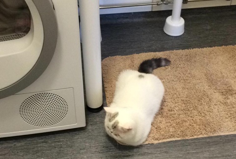 12549064_10153800258180993_6403666993532551872_n