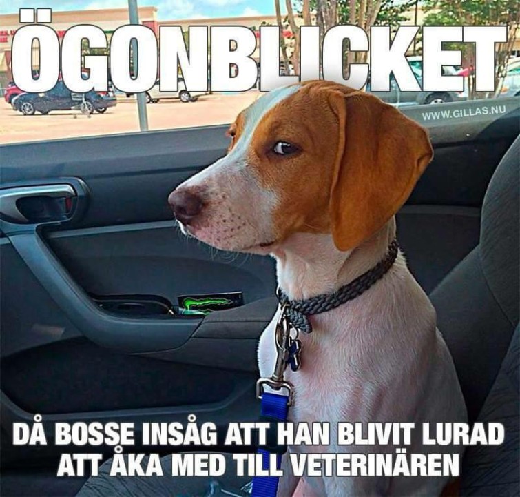 12717391_10153845457190993_8331128396920412427_n