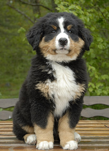 Söööööt.jpeg image