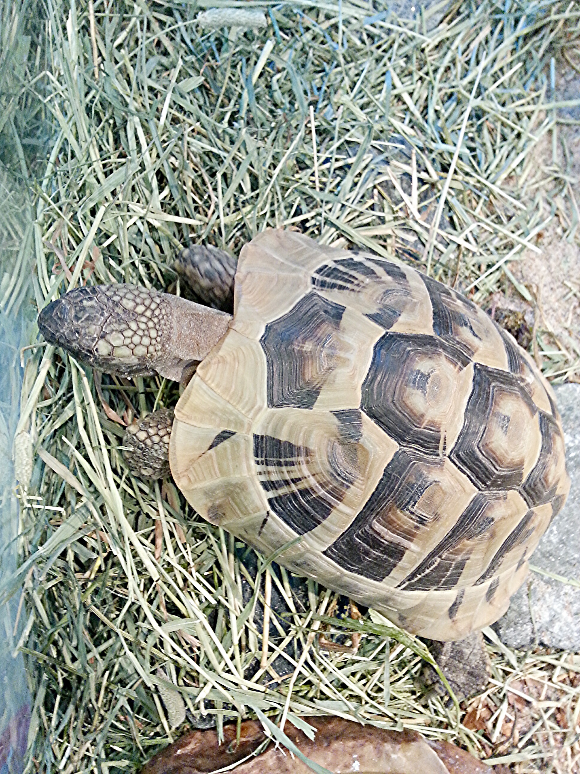 IMG_20140316_043623.jpg image