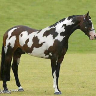 545852_412535985434499_100000343046980_1299194_154229378_n