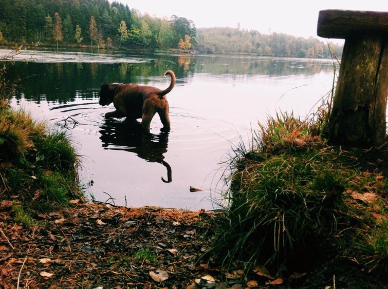 10708267_10202809020009711_2117003648_n