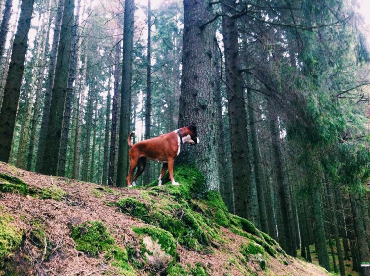 10719300_10202809021289743_1931235496_n