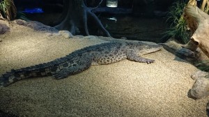 10453036_764387466917466_6848569355383595100_o