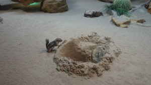 10460634_764387730250773_4786644403384010980_o