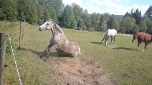 10353391_770440482978831_5187388096732426887_o