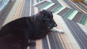 10372919_773072529382293_8591960088724019358_o