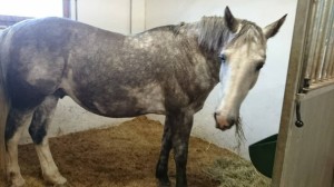 1604662_781796478509898_6549359452032358143_n