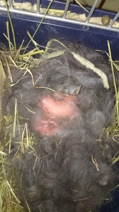 1795630_781796445176568_4230195235814503960_n