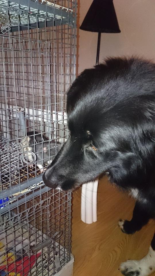 10479722_805811699441709_2546546293030306590_n