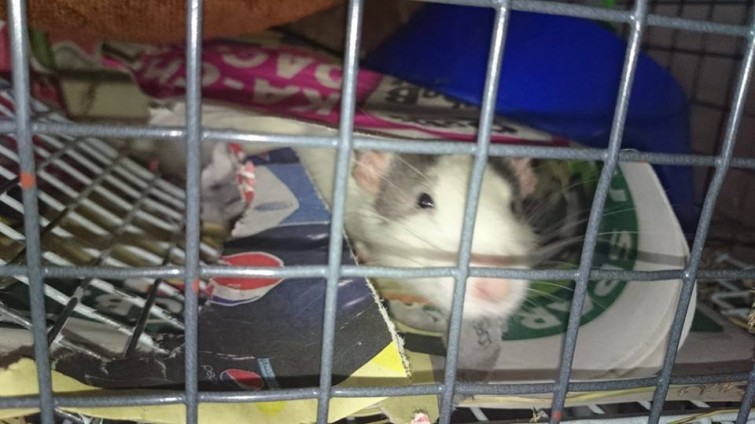 10603596_808053595884186_709507230658492642_n