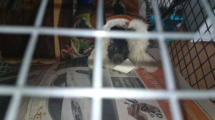 10624787_808053629217516_8177749444999817805_n