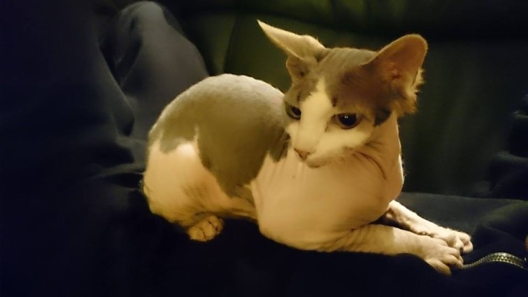 1229829_809962212359991_5758820975926380721_n