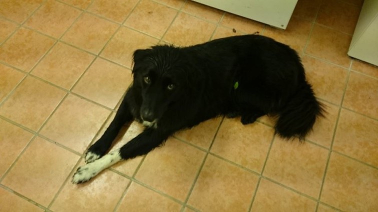 1229829_809962212359991_5758820975926380721_n