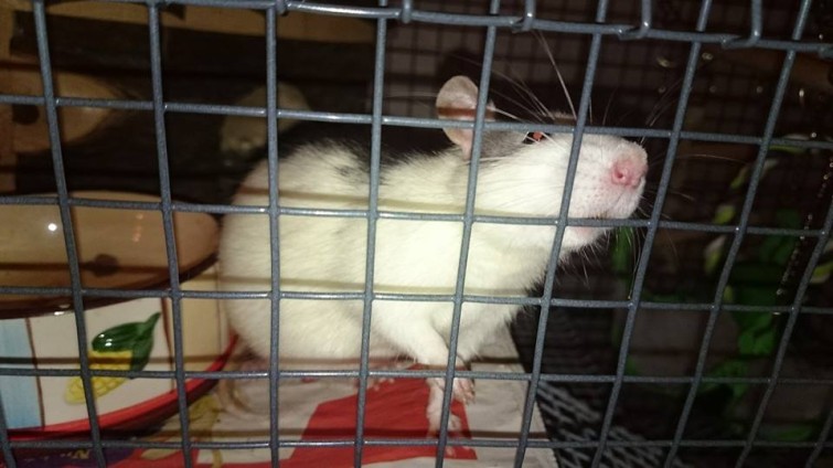 1888672_805811662775046_3006948598550963113_n