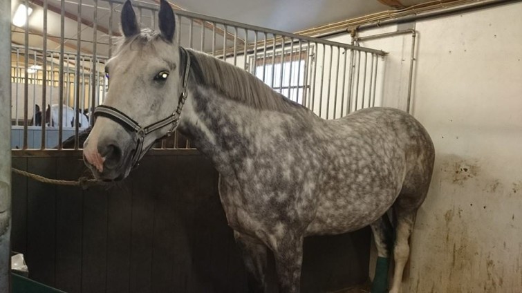 10563126_907721169250761_3270759968523739015_n