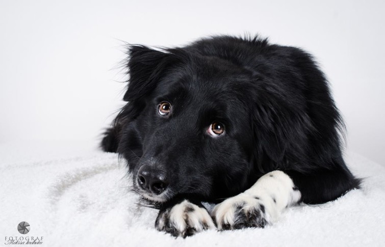 1800007_688099241212956_65199796_o