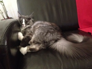 Min fantastiska pälsboll Gaston!