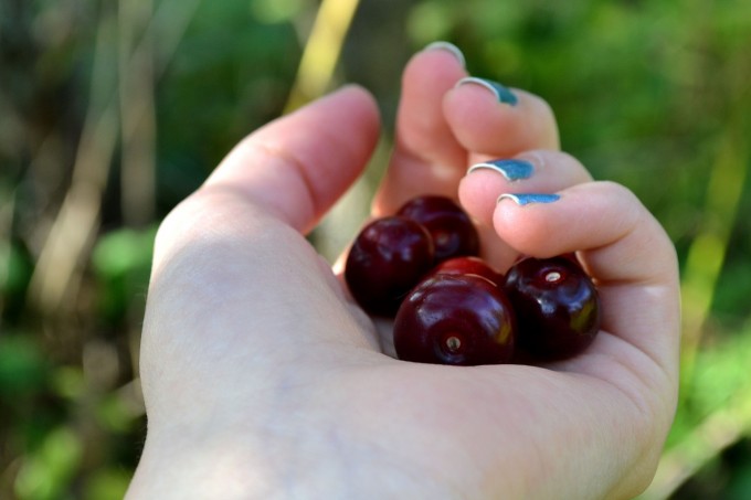 Några körsbär fanns det i alla fall :)