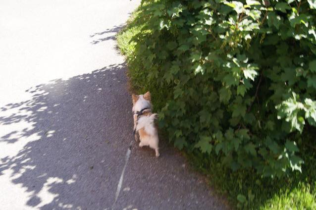 midsommar4_5592da8fddf2b34c438853d9