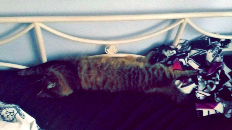 10426332_10152907096374102_1286759611992639824_n