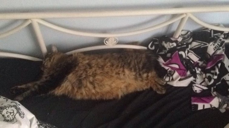 11030793_10152907096319102_8676259552589564621_n