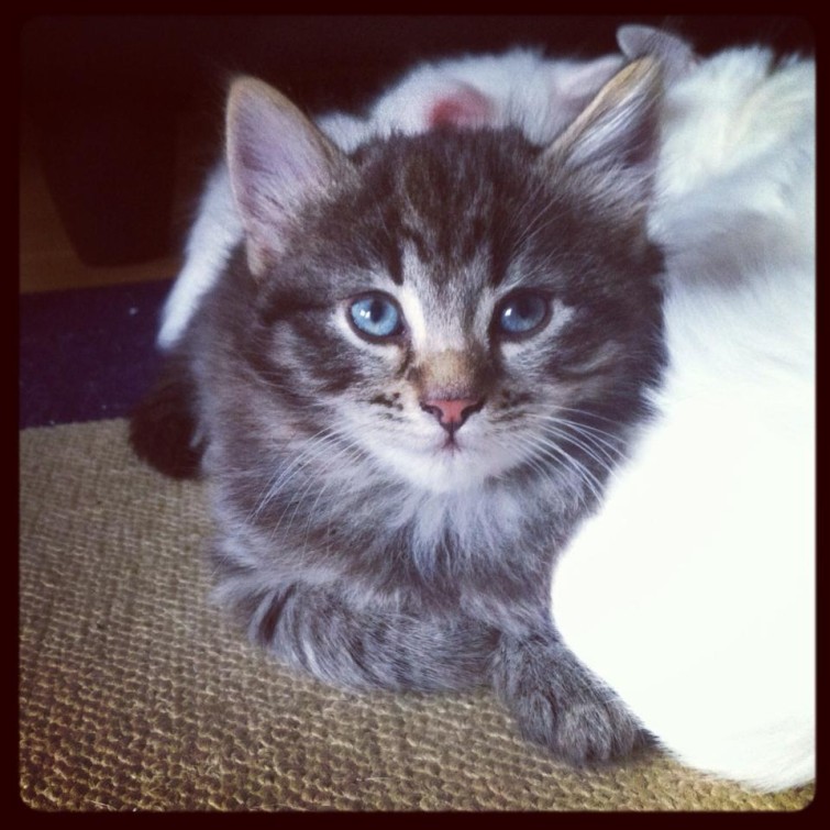 943075_10151517571104102_1814706008_n