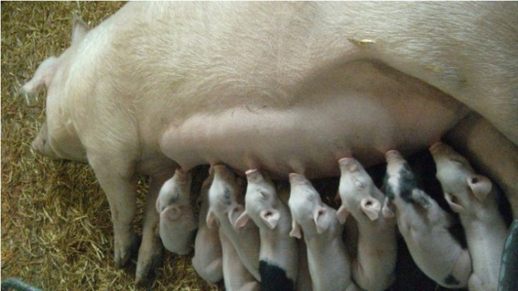 41112_1512852334731_2496890_n[1]