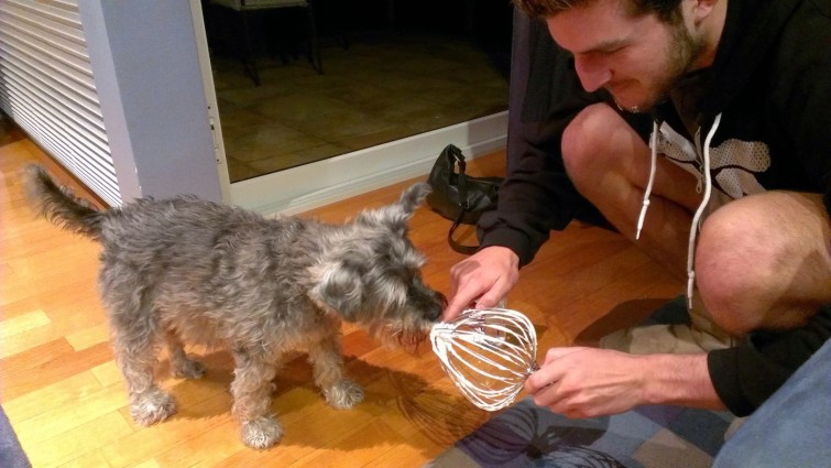 En lycklig liten hund. 